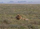 Male lion in Serengeti